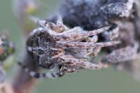 Agalenatea redii