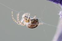 Mangora acalypha