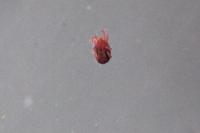 Tetranychus lintearius