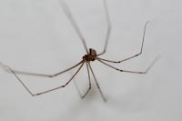 Holocnemus pluchei