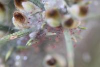 Tetranychus lintearius