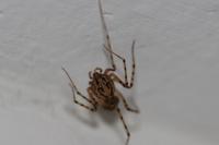 Scytodes thoracica