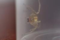 Micrommata