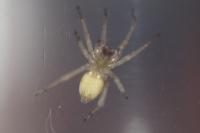 Micrommata