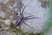Pisaura mirabilis