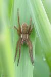 Dolomedes