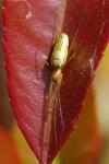 Tetragnatha