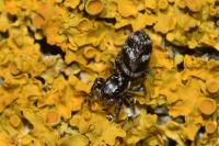 Salticus scenicus
