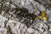 Salticus scenicus