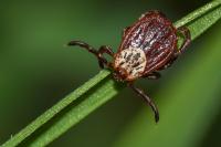 Dermacentor reticulatus