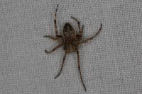 Agalenatea redii