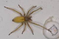 Cheiracanthium
