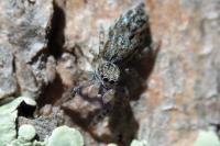Marpissa muscosa