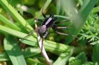 Pardosa