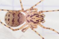 Scytodes thoracica