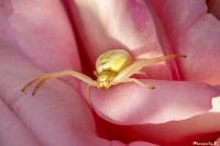 Misumena vatia