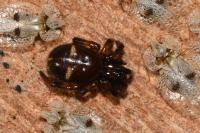 Asagena phalerata