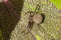 Xysticus