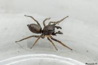 Heliophanus cupreus