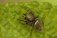 Heliophanus tribulosus