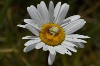 Misumena vatia