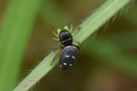 Heliophanus