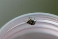 Heliophanus