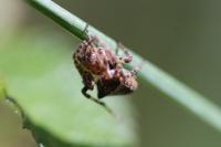 Gibbaranea bituberculata