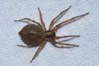 Anyphaena accentuata