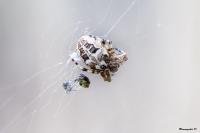 Larinioides cornutus