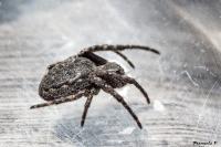 Nuctenea umbratica