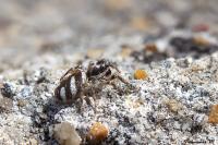 Salticus scenicus