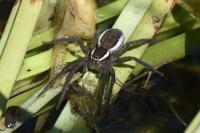 Dolomedes fimbriatus