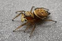 Heliophanus