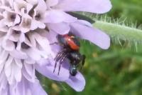 Synema globosum