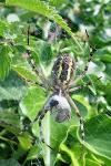Argiope bruennichi