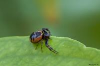Synema globosum
