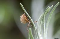 Uloborus walckenaerius