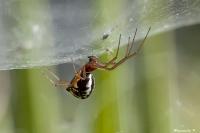 Frontinellina frutetorum