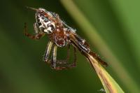 Larinioides cornutus