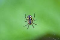 Mangora acalypha
