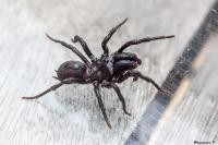 Atypus