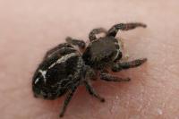 Pellenes tripunctatus