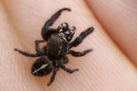 Pellenes tripunctatus