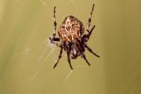 Agalenatea redii
