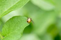 Synema globosum