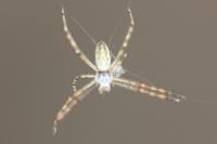 Argiope bruennichi