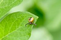 Synema globosum