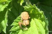 Xysticus