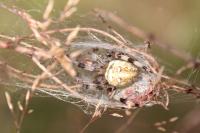 Araneus quadratus